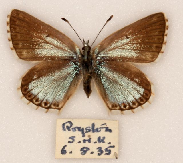 Polyommatus coridon female (Chalkhill blue aberration semisyngrapha british) Internet Image property of respective owner, non-commercial use only